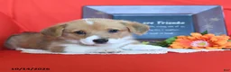 Welsh Corgi Pembroke dogs for sale: Evie - Ad 3