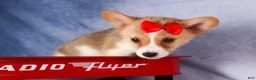 Welsh Corgi Pembroke dogs for sale: Conner  - Ad 4