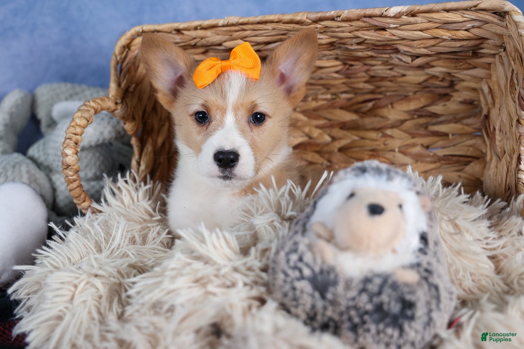 Welsh Corgi Pembroke dogs for sale: Milly - Ad 6
