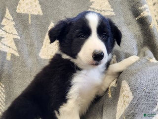 Border Collie dogs Border Collie - Diggory - Ad 32