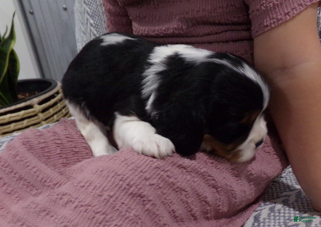 Cavalier King Charles Spaniel dogs for sale: Cavalier King Charles Spaniel Puppy 3 - Ad 15