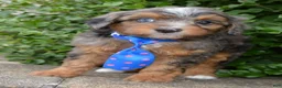 Mini Aussiedoodle dogs for sale: Mini Ace - Ad 21
