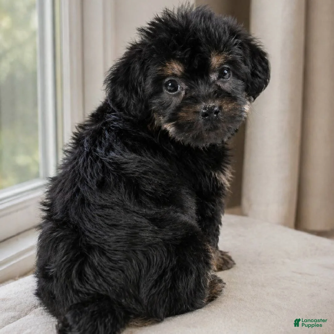 Yorkshire Terrier dogs for sale: Leo - Ad 1