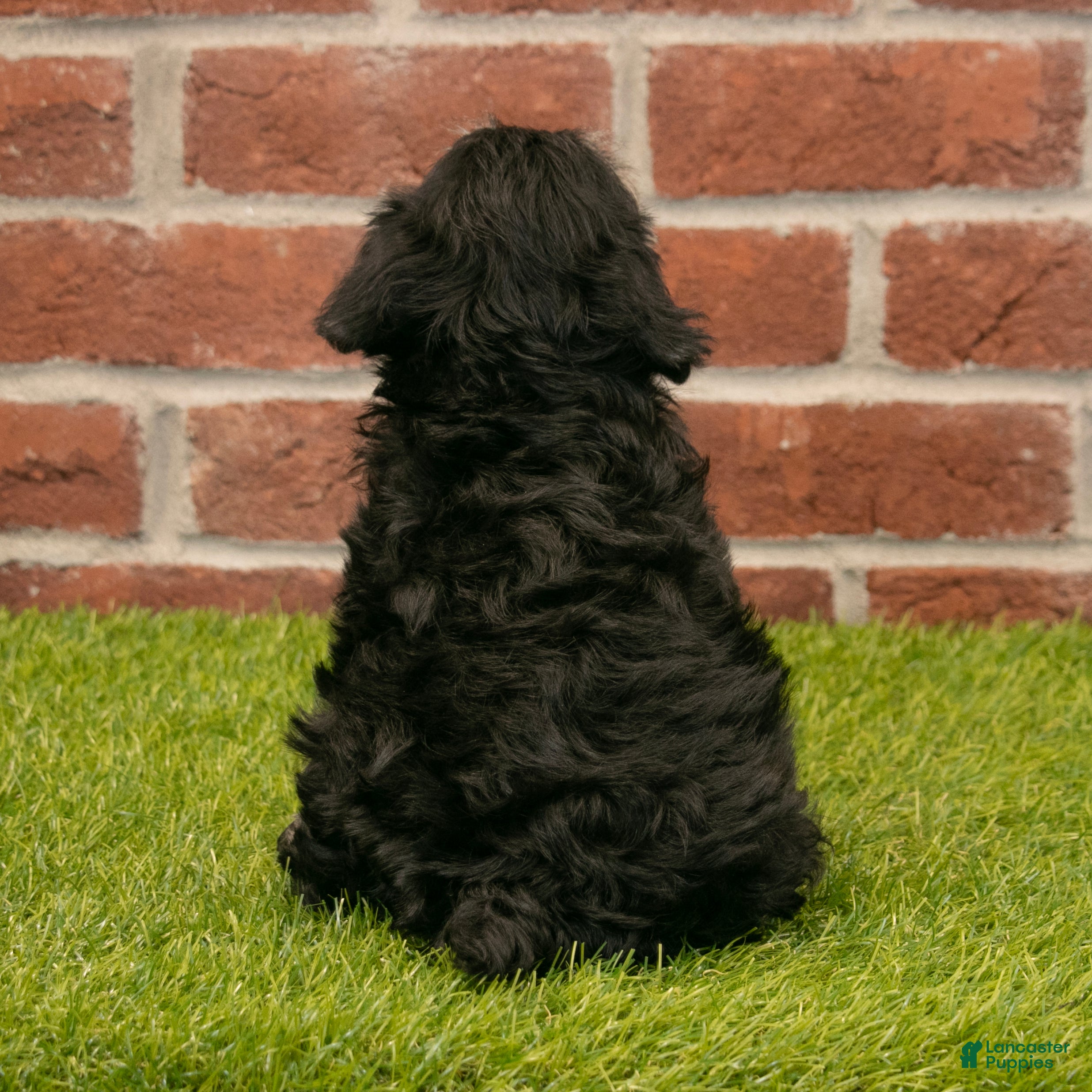 Miniature Schnauzer dogs for sale: Finn - Ad 5