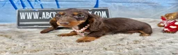 Miniature Dachshund dogs for sale: Chocolate dapple Russian Akc  - Ad 23