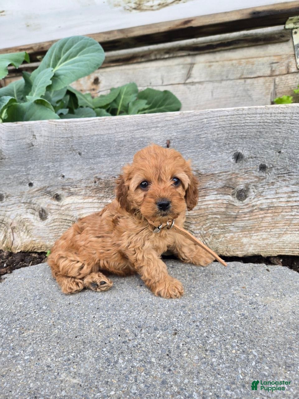 Cockapoo dogs Bonny - Ad 2