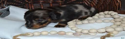Dachshund dogs for sale: Smokey - Ad 2