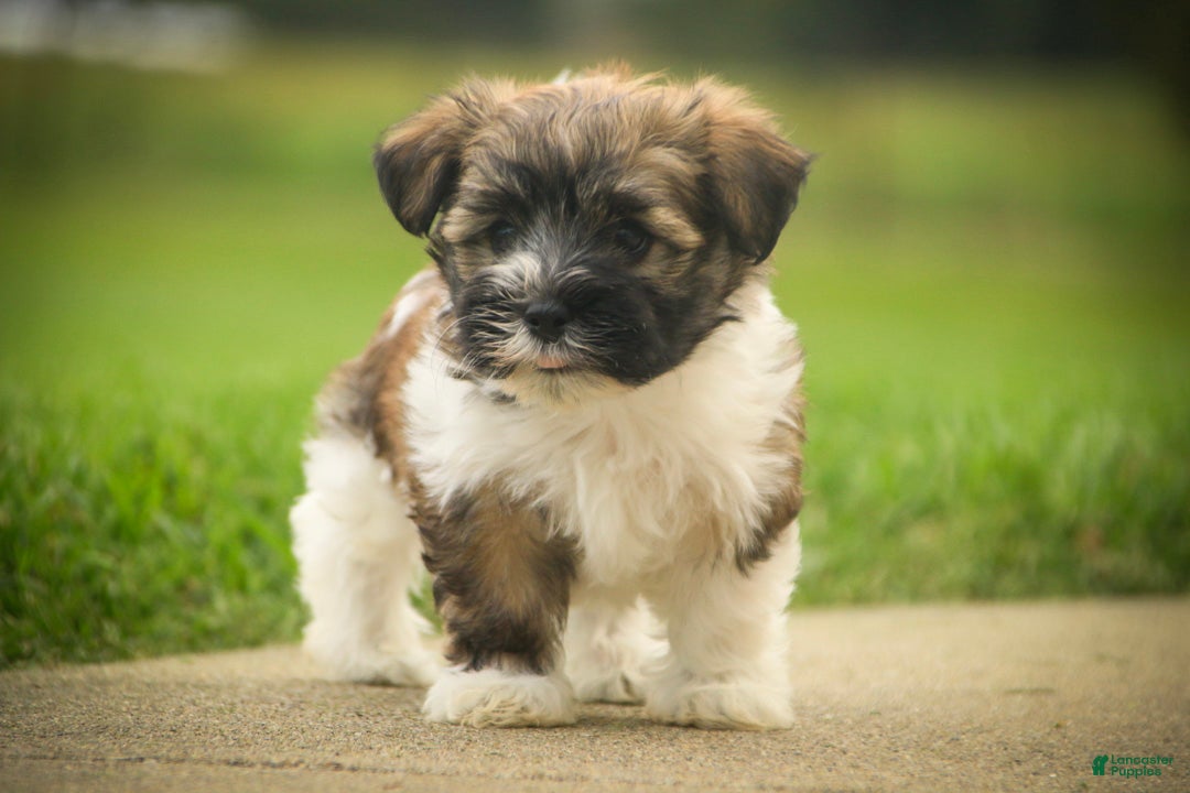 Havanese