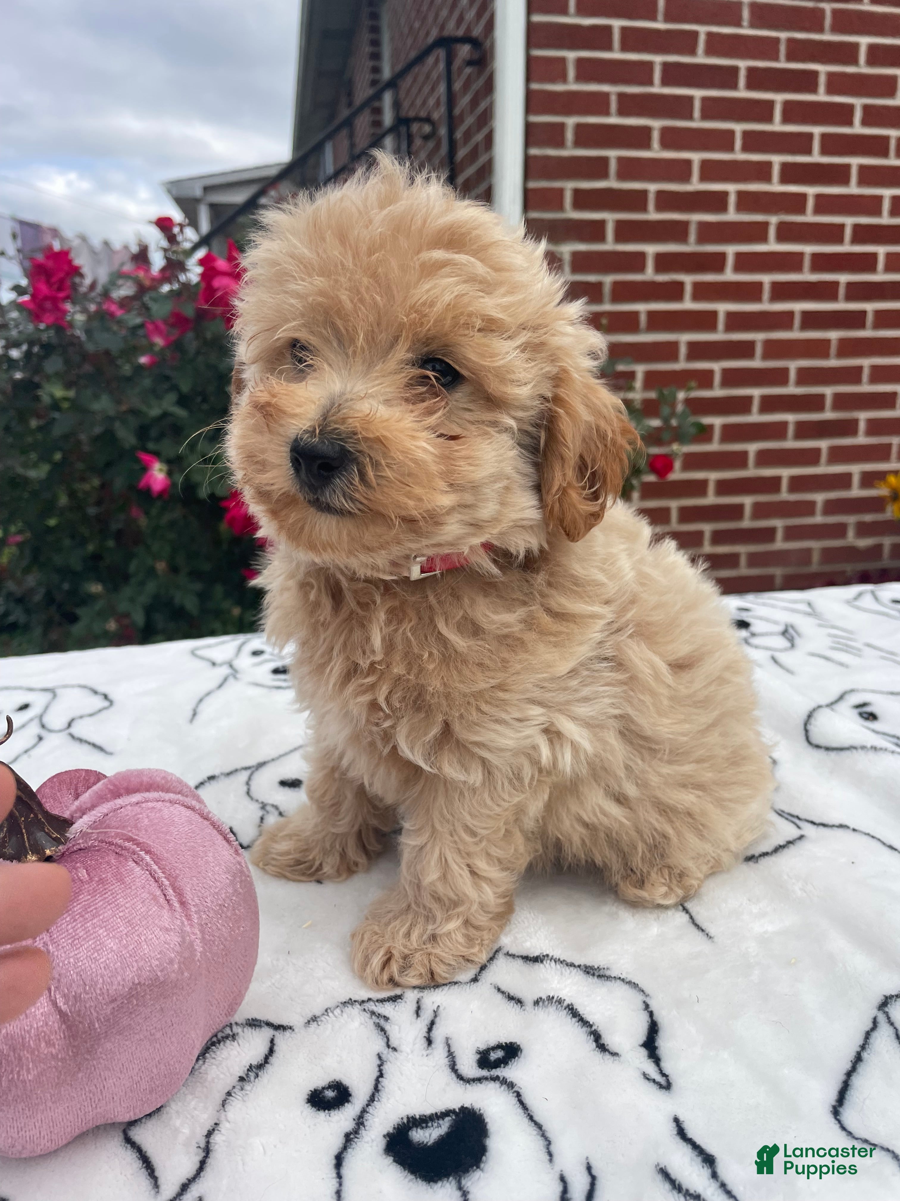 Yorkiepoo dogs Kenny - Ad 1