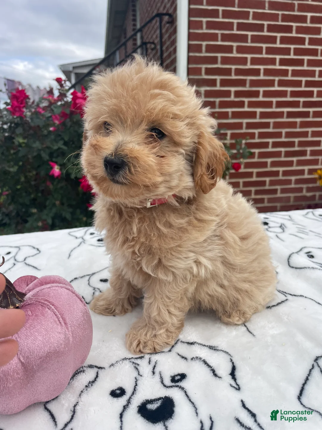 Yorkiepoo dogs for sale: Kenny - Ad 1