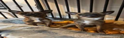 Chihuahua dogs for sale: Chihuahua 1 - Ad 8