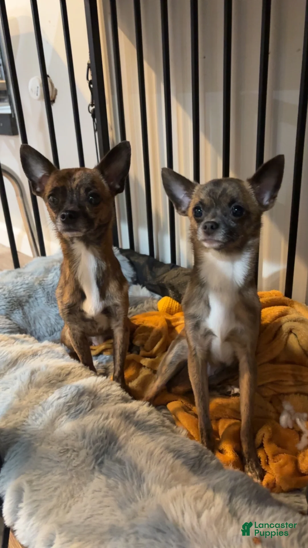 Chihuahua dogs for sale: Chihuahua 1 - Ad 8