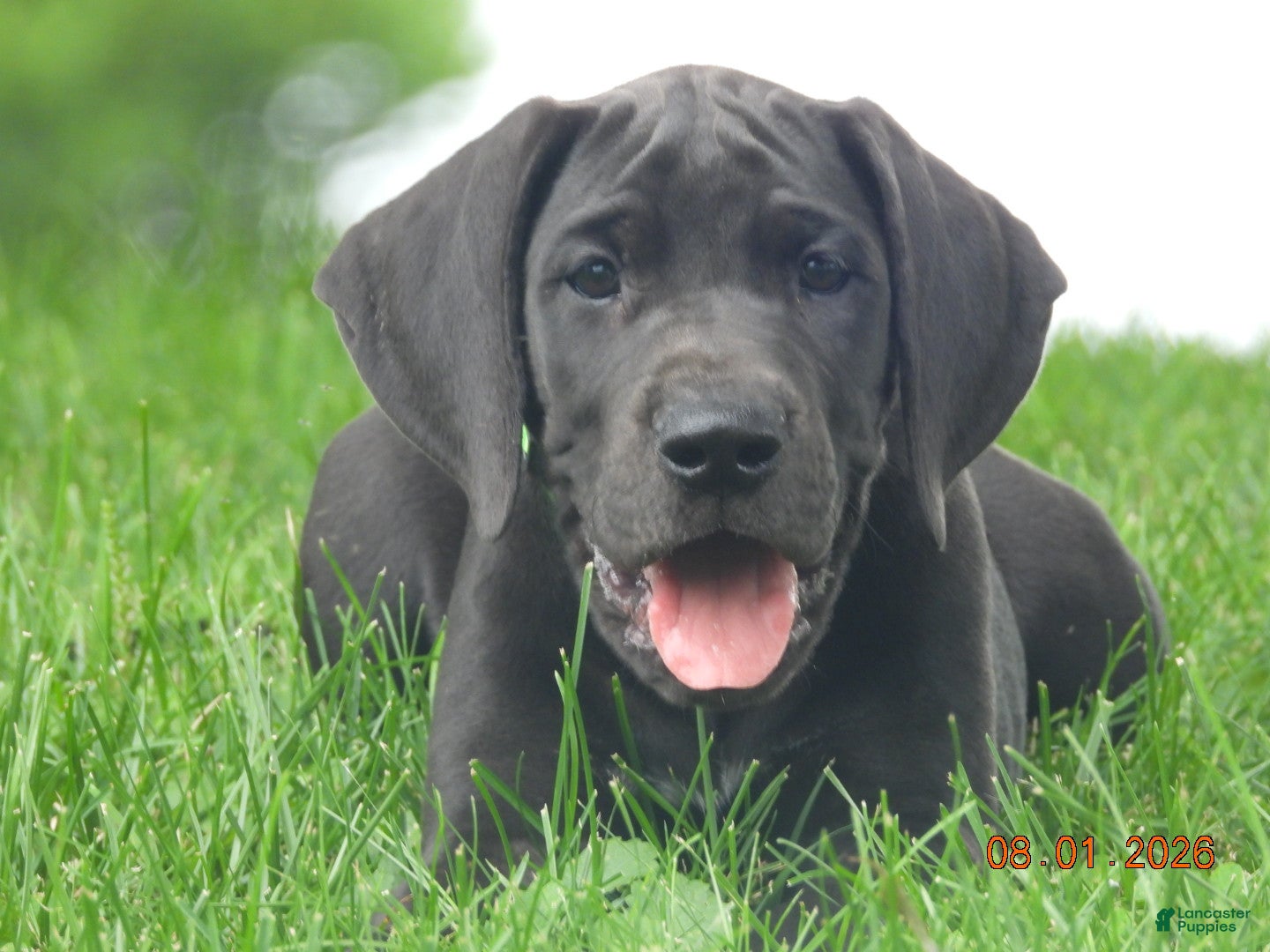 Great Dane dogs Great Dane 4 - Ad 1