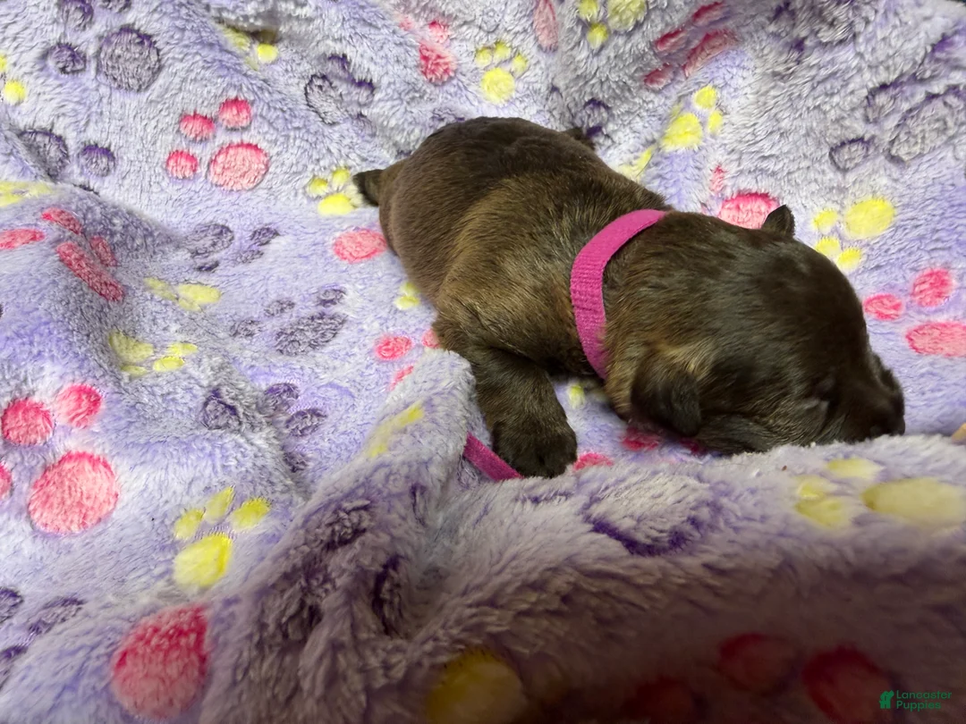 Miniature Schnauzer dogs for sale: Miniature Schnauzer 4 - Ad 1