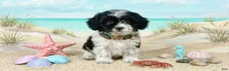 Maltipoo dogs for sale: PANDA - Ad 2