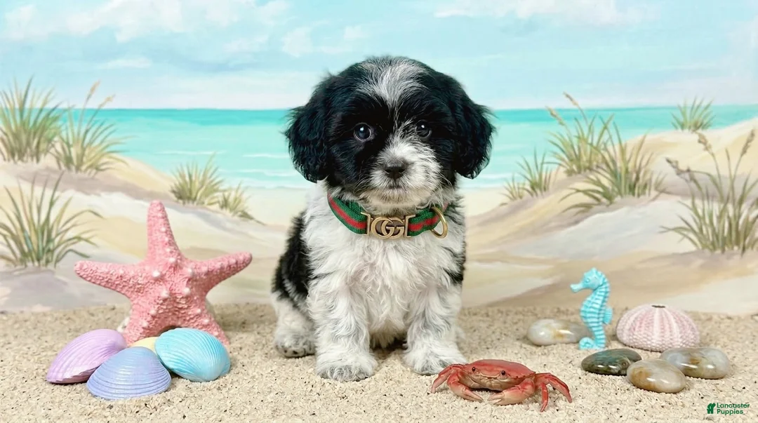 Maltipoo dogs for sale: PANDA - Ad 2