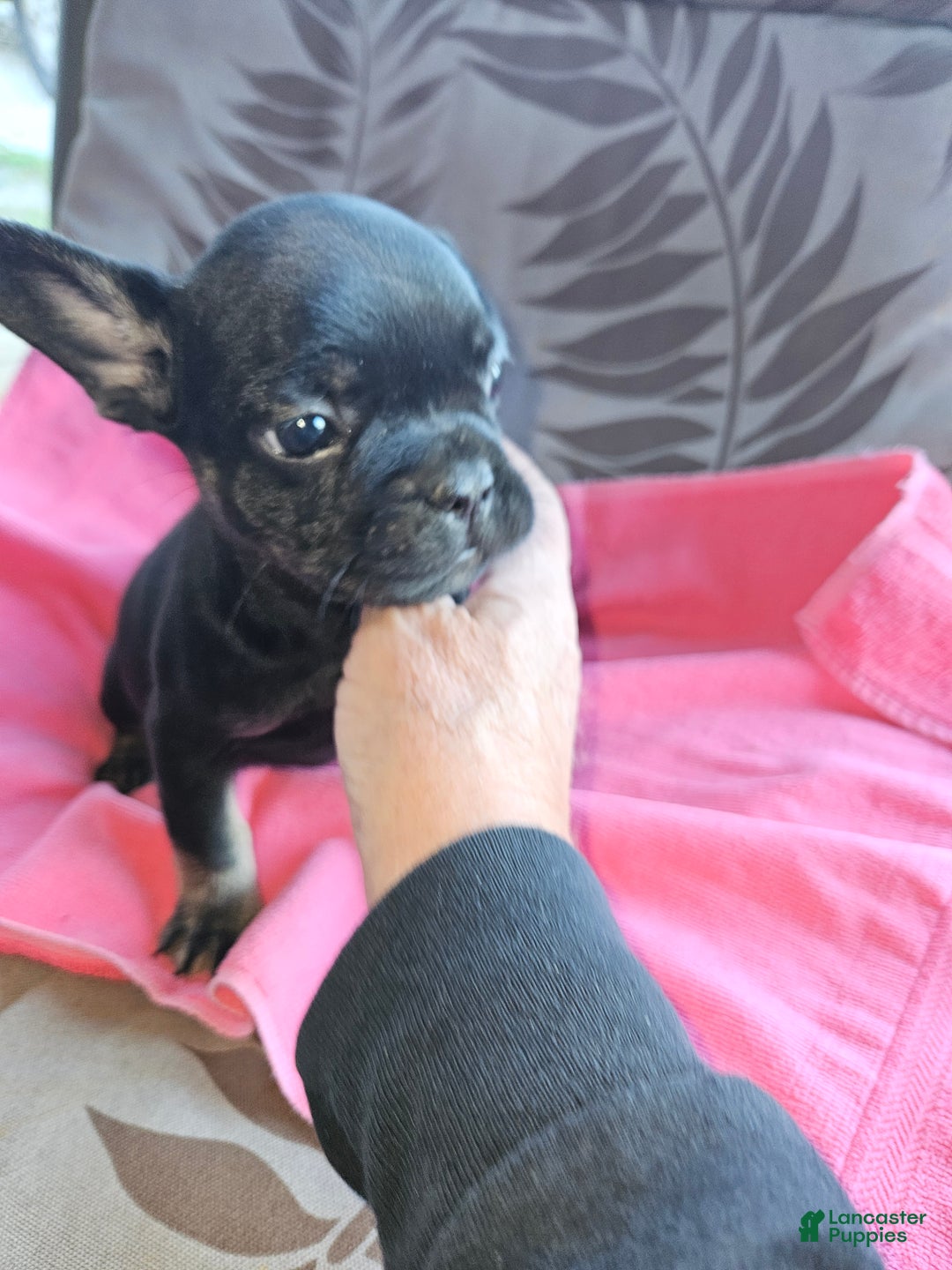 French Bulldog dogs for sale: French Bulldog Puppy 1 - Ad 7