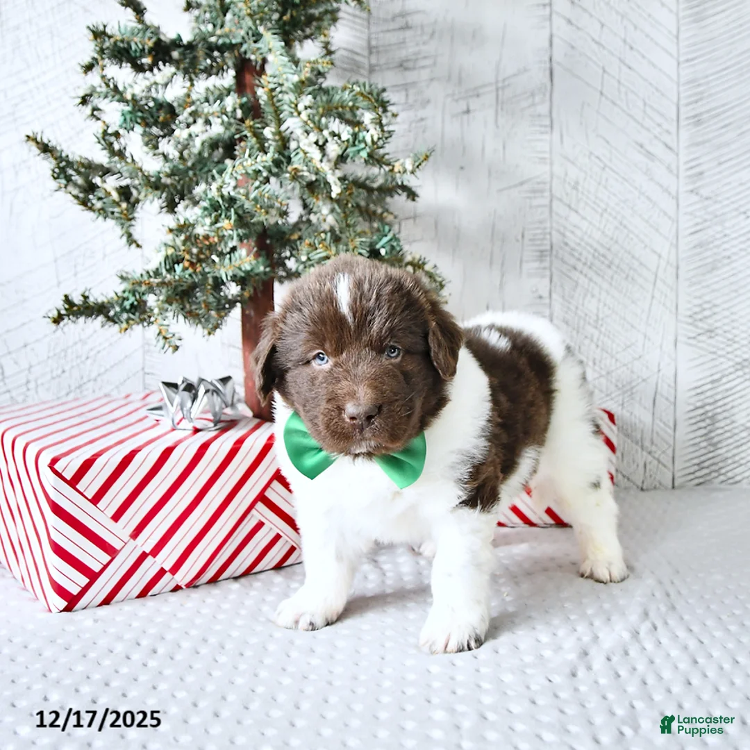 Newfoundland dogs for sale: Gunner  - Ad 13