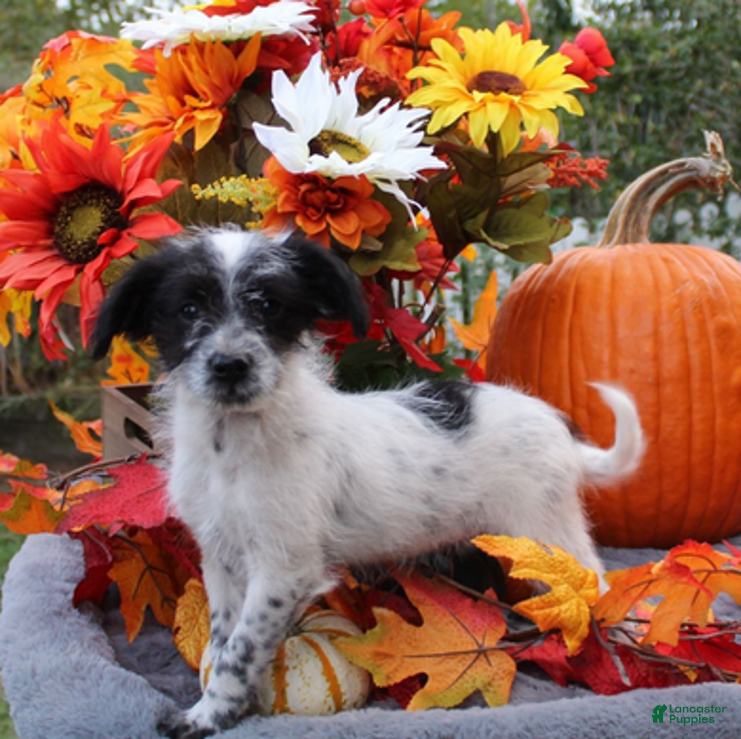 Aussiedoodle dogs for sale: Domino - Ad 1