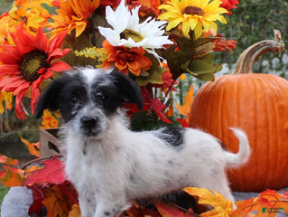 Aussiedoodle dogs Domino - Ad 7