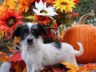 Aussiedoodle dogs Domino - Ad 16