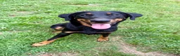Beauceron dogs for sale: Pink Girl - Ad 7