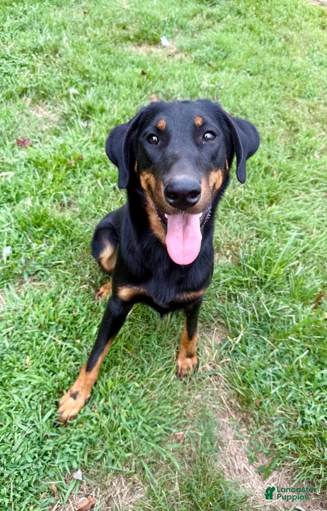 Beauceron dogs for sale: Pink Girl - Ad 7