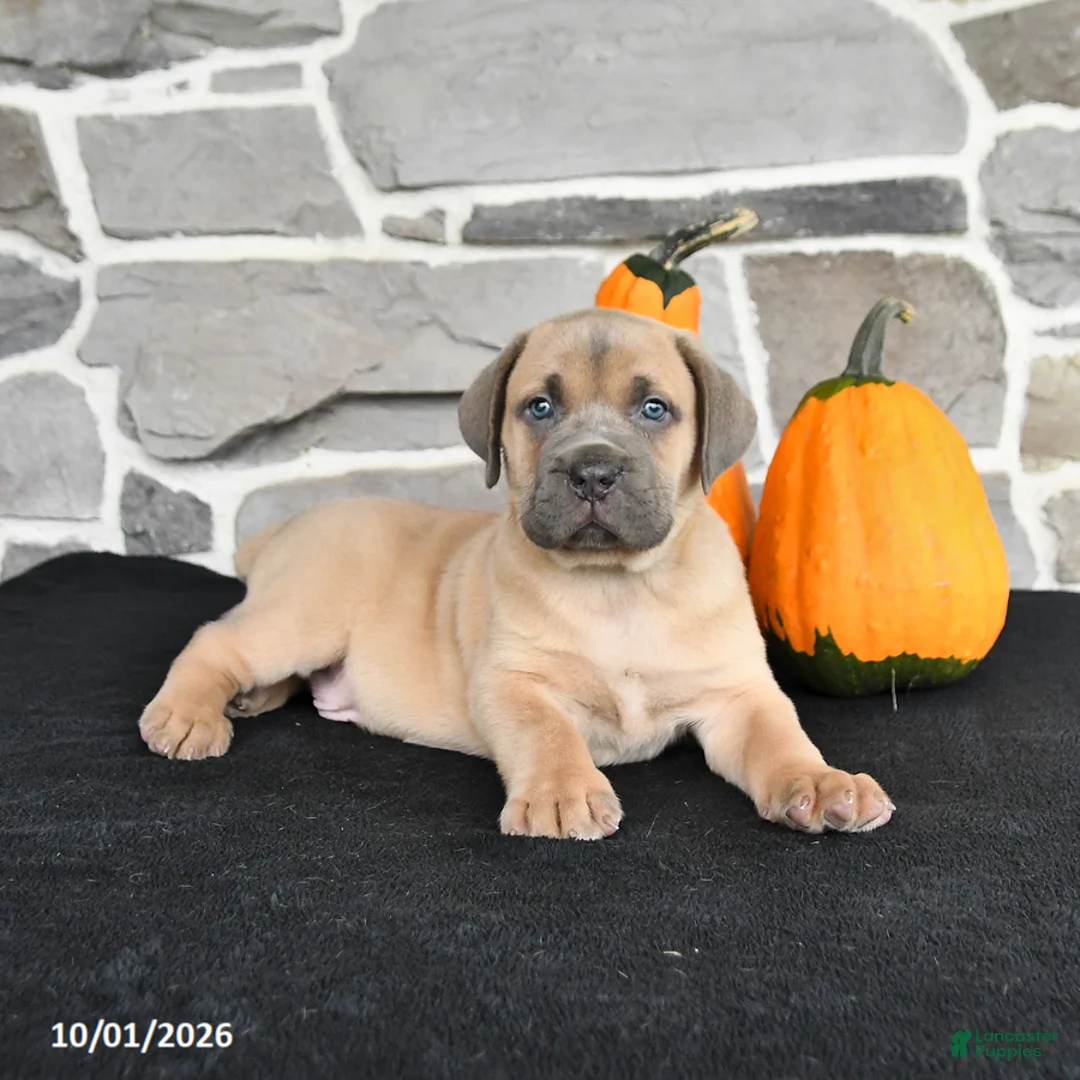 Mixed Breed dogs for sale: Skylar - Ad 2