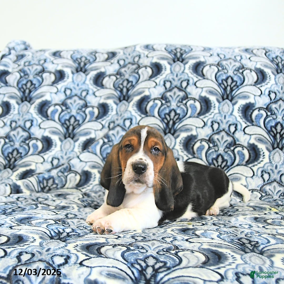 Basset Hound dogs for sale: Bill - Ad 1