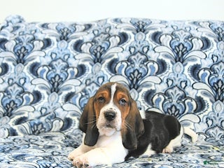Basset Hound dogs Bill - Ad 3