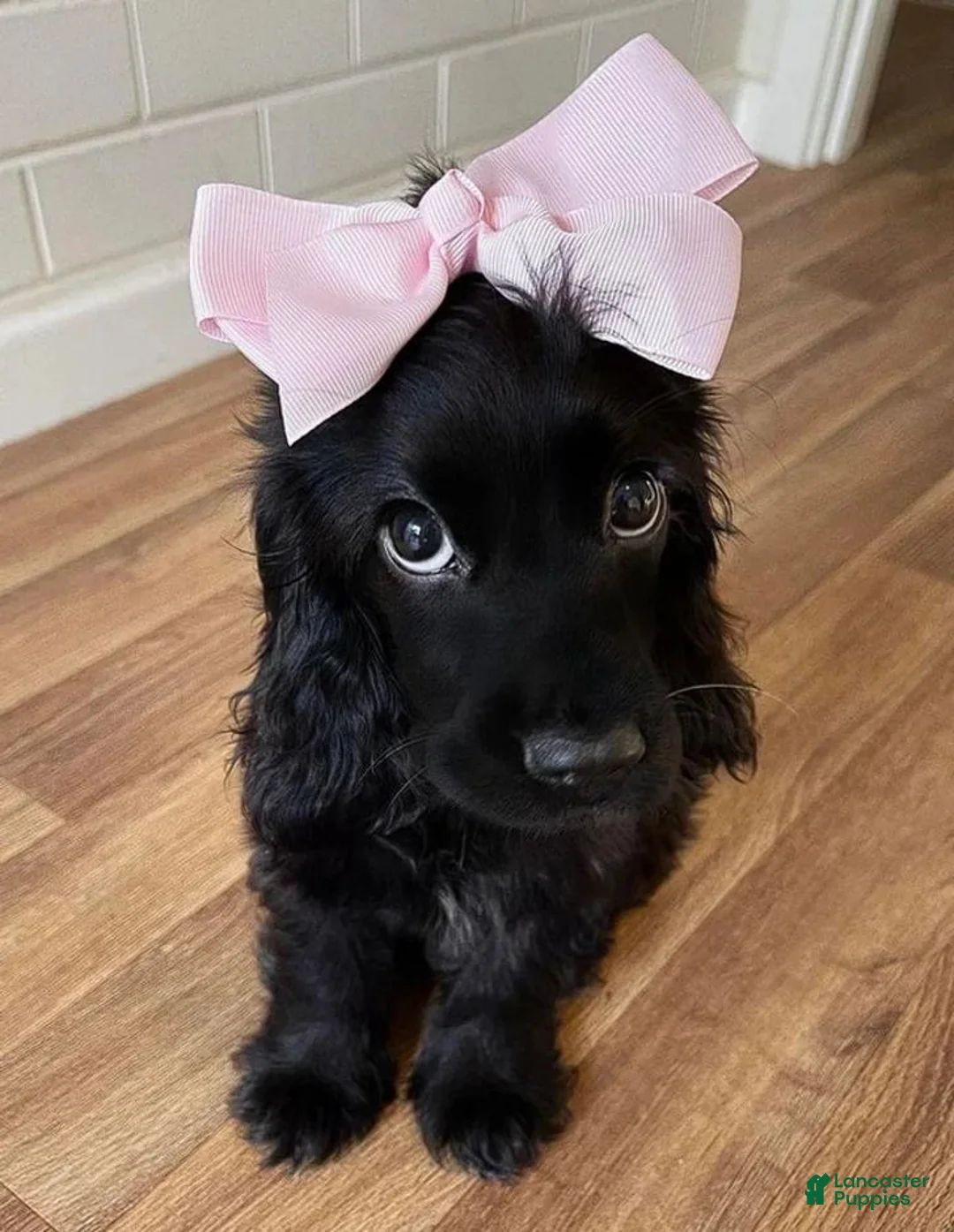 English Cocker Spaniel dogs for sale: Ophelia - Ad 2