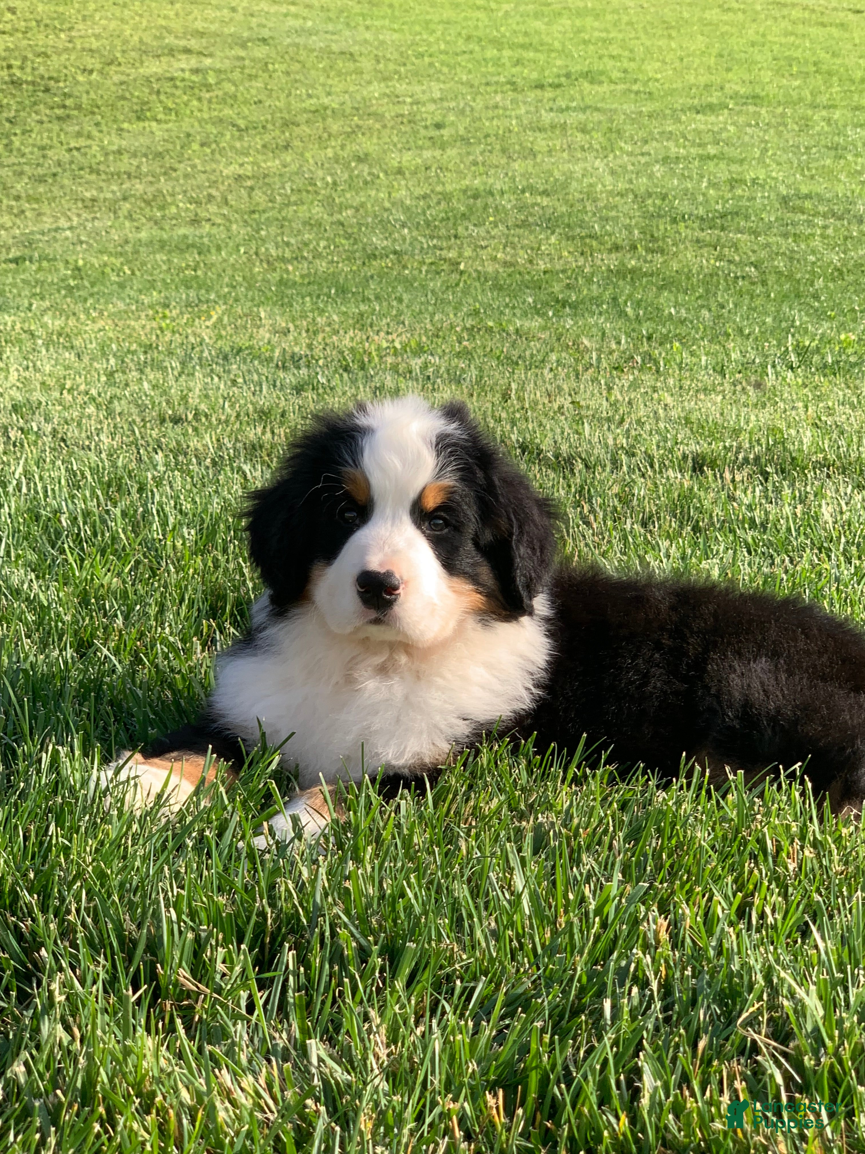 Bernese Mountain Dog dogs for sale: Nemo - Ad 9