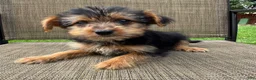 Yorkshire Terrier dogs for sale: Carl - Ad 2