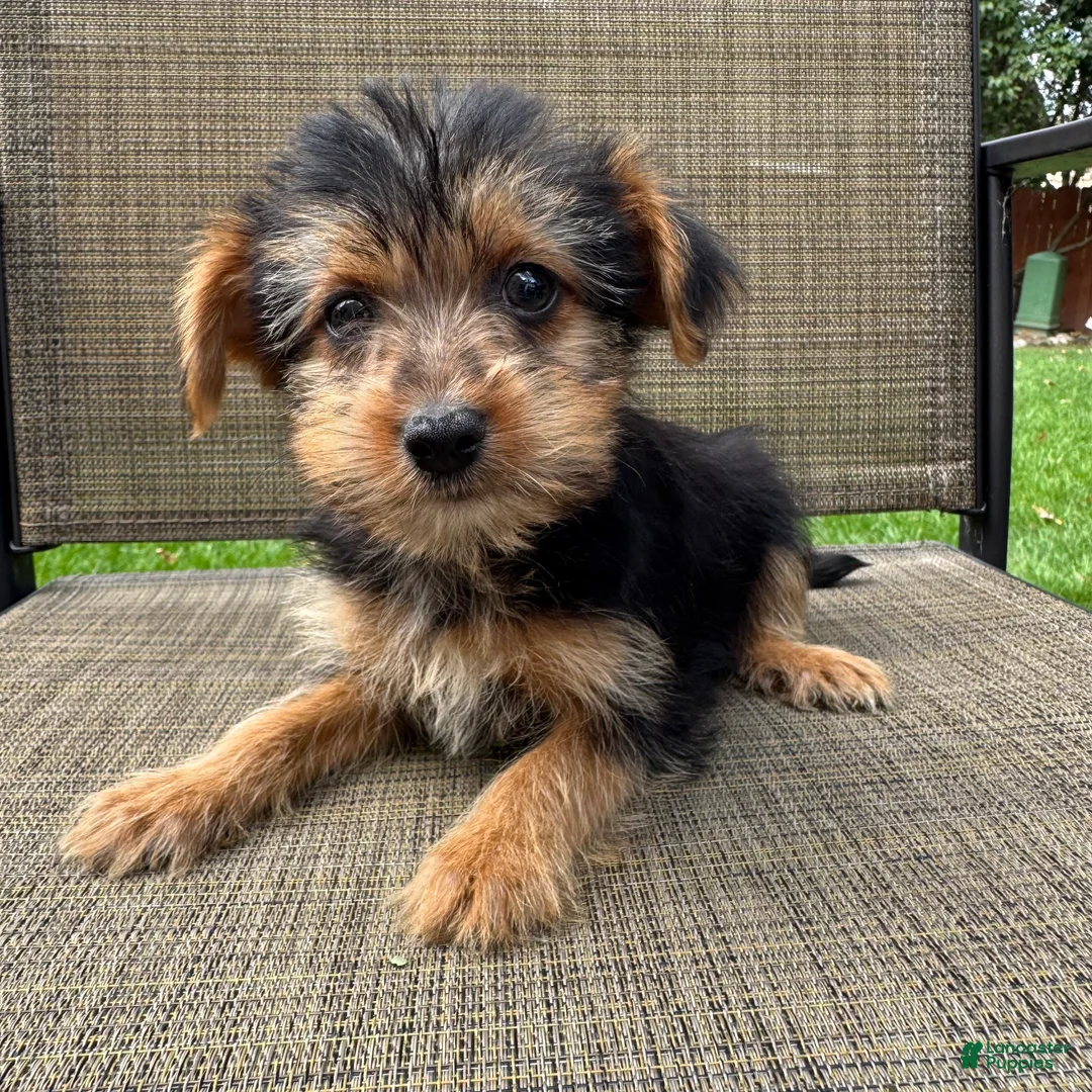 Yorkshire Terrier dogs for sale: Carl - Ad 2