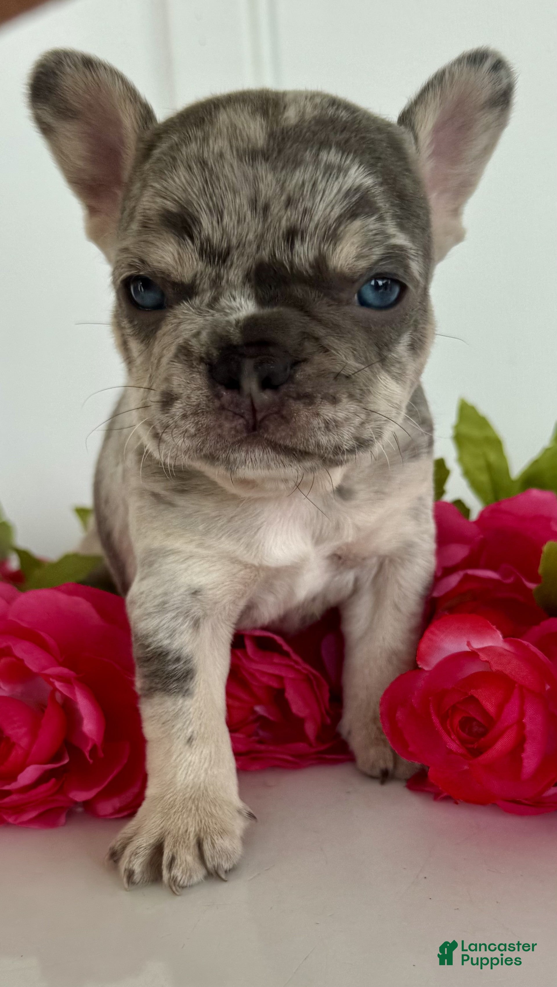 French Bulldog dogs Dillon - Ad 2