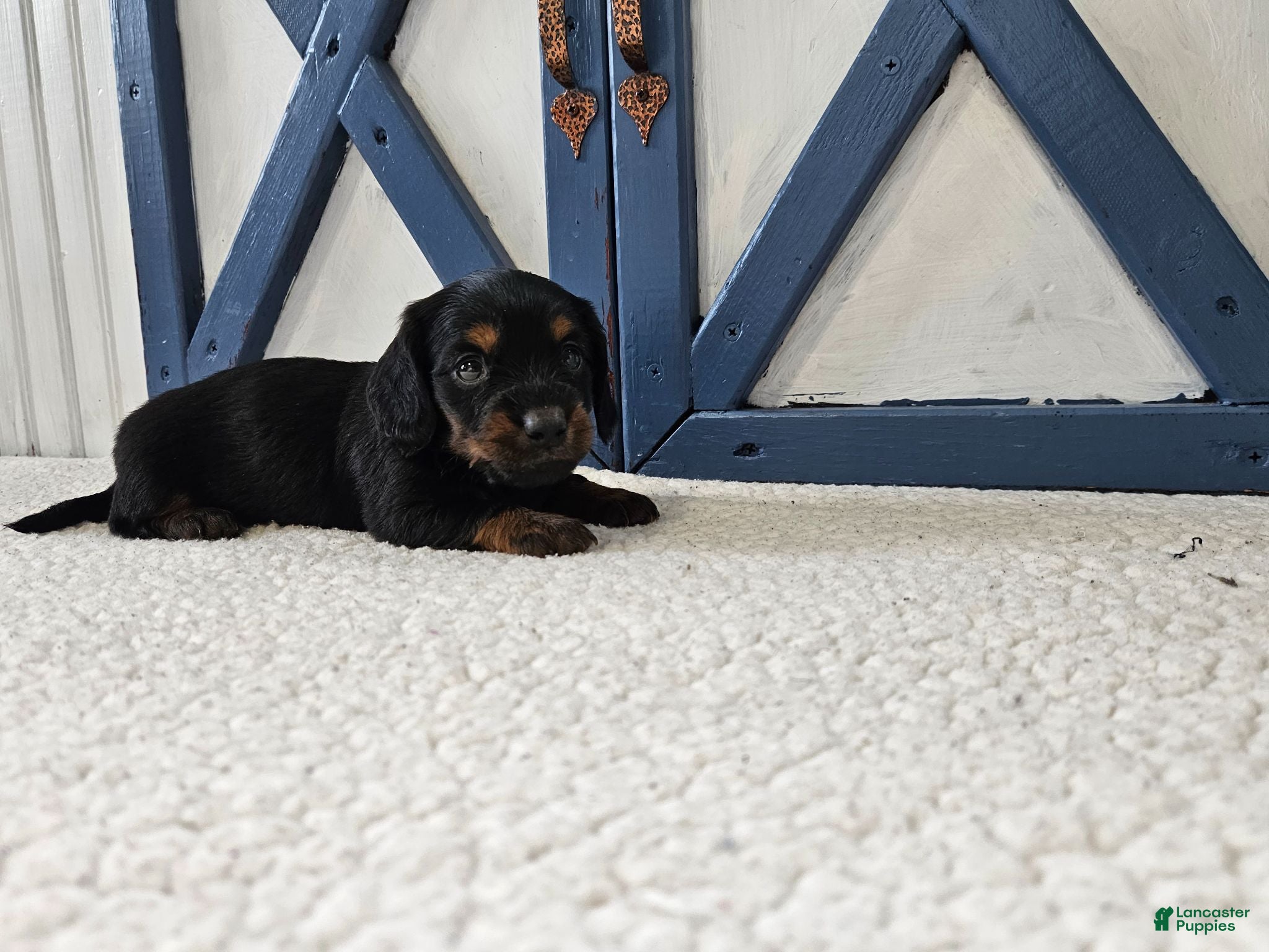 Miniature Dachshund dogs Barbie - Ad 2