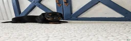 Miniature Dachshund dogs for sale: Barbie - Ad 2