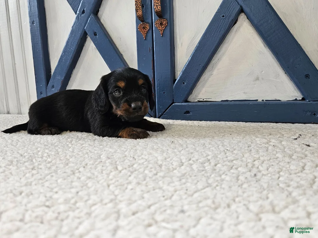 Miniature Dachshund dogs for sale: Barbie - Ad 2