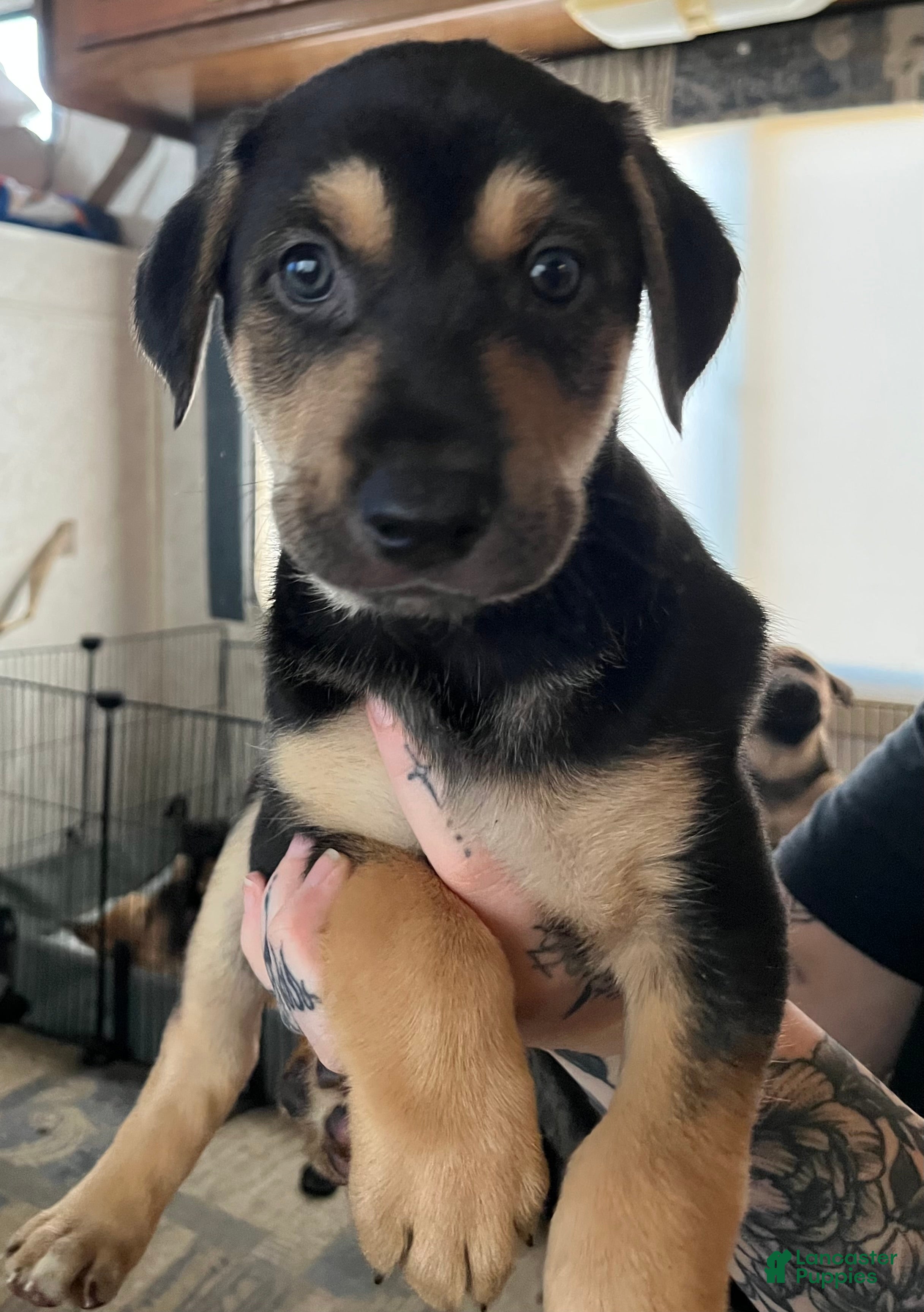 Mixed Breed dogs Mixed Breed Puppy 3 - Ad 3