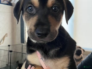 Mixed Breed dogs Mixed Breed Puppy 3 - Ad 11