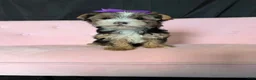 Yorkshire Terrier dogs for sale: Sweet Parti Girl Bambi - Ad 8