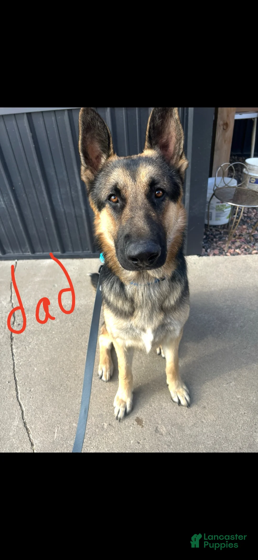 German Shepherd dogs for sale: German Shepherd Puppy 1 - Ad 5