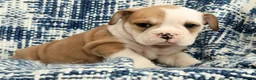 English Bulldog dogs for sale: Jenny - Ad 8