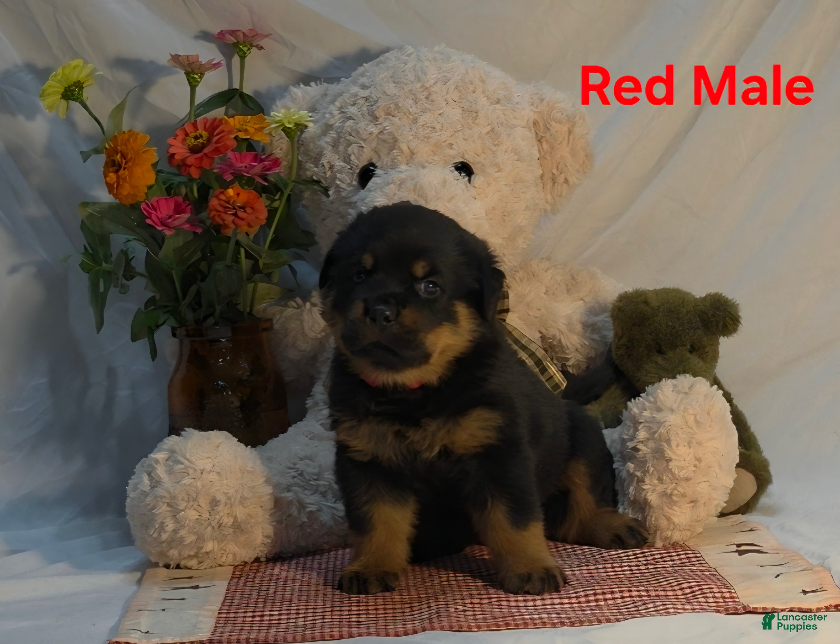 Rottweiler dogs Red - Ad 2