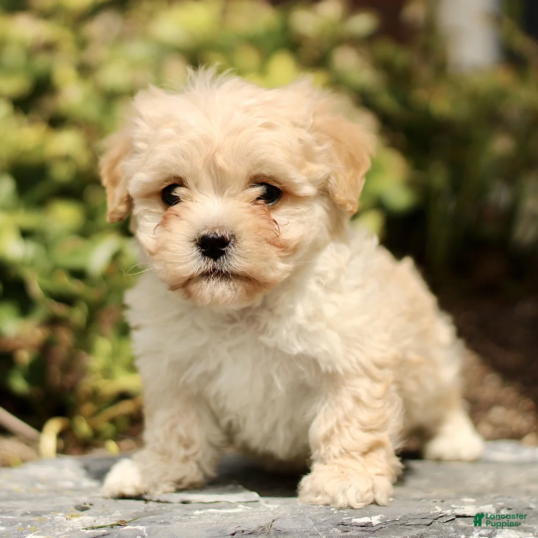 Cavachon dogs for sale: Dallas  - Ad 1