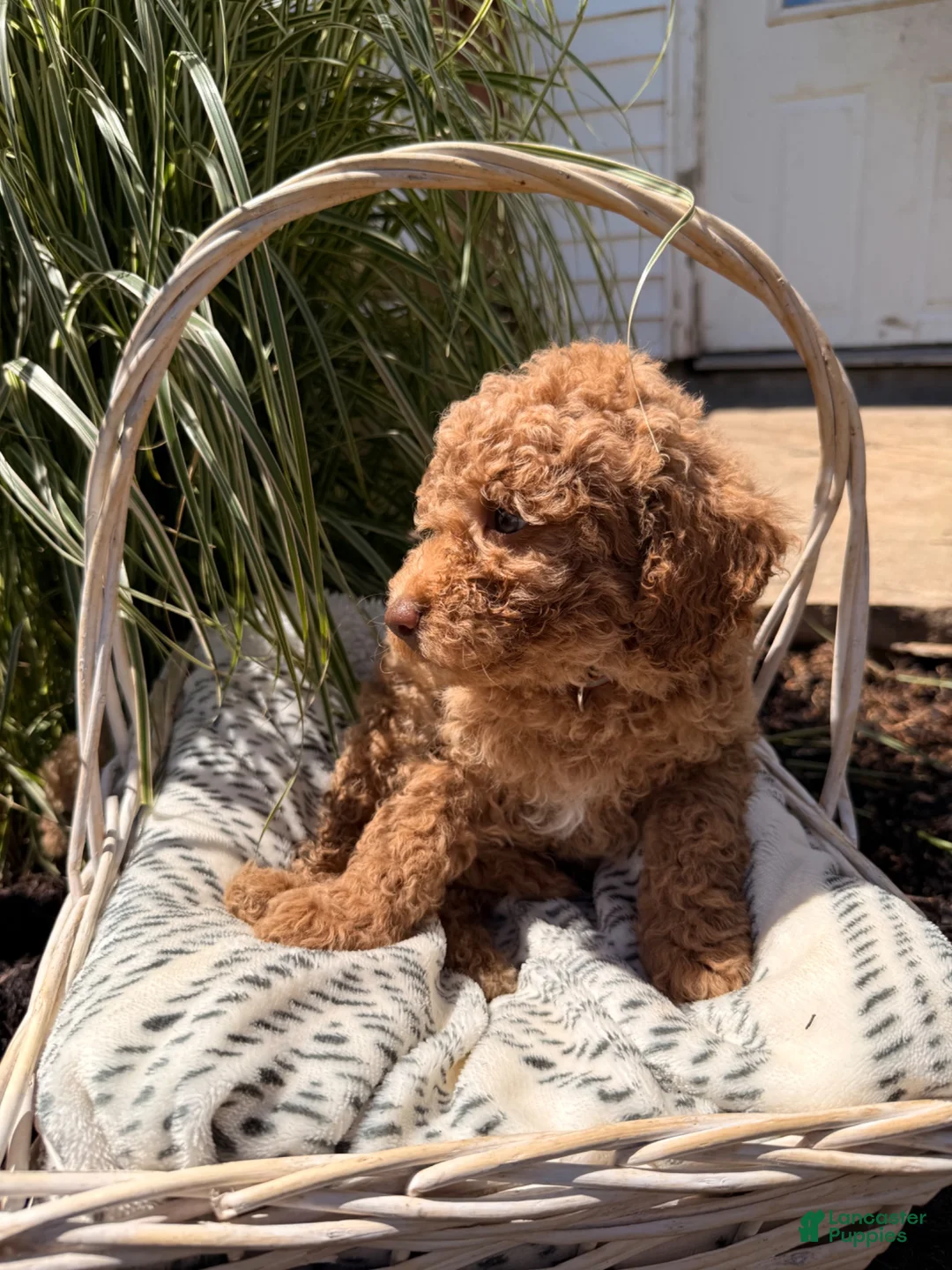 Mini Goldendoodle dogs for sale: Buddy - Ad 1