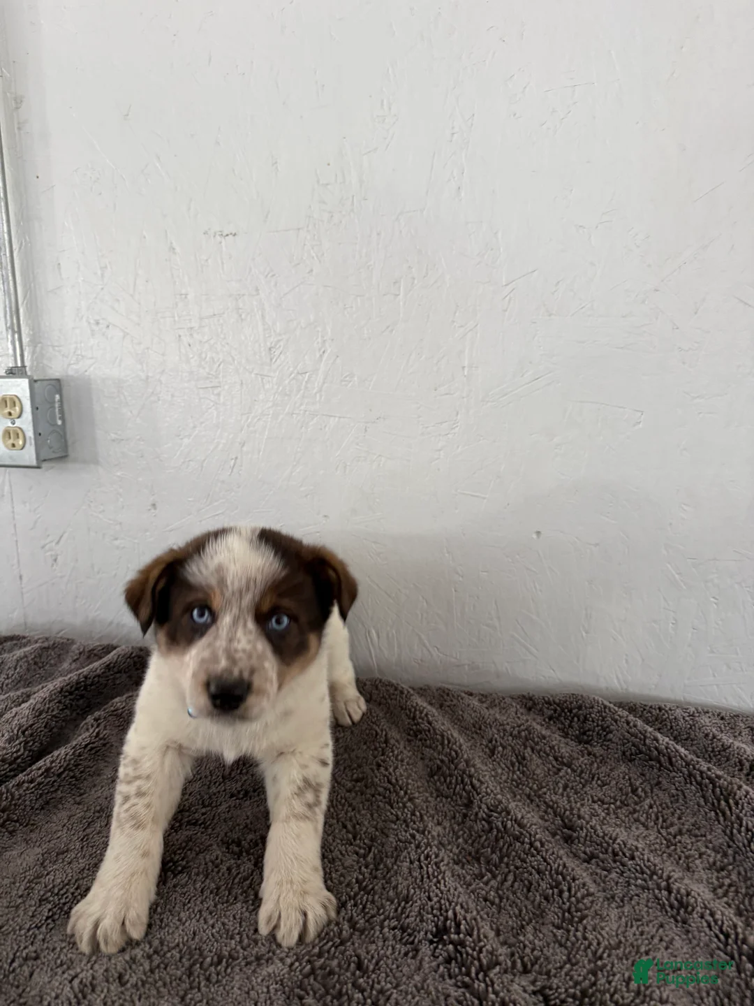 Mixed Breed dogs for sale: Bluey - Ad 12