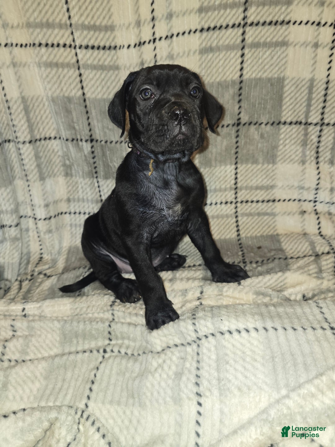 Cane Corso dogs for sale: Chloe - Ad 1