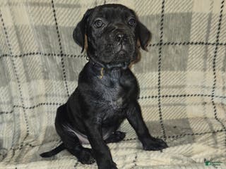 Cane Corso dogs Chloe - Ad 41