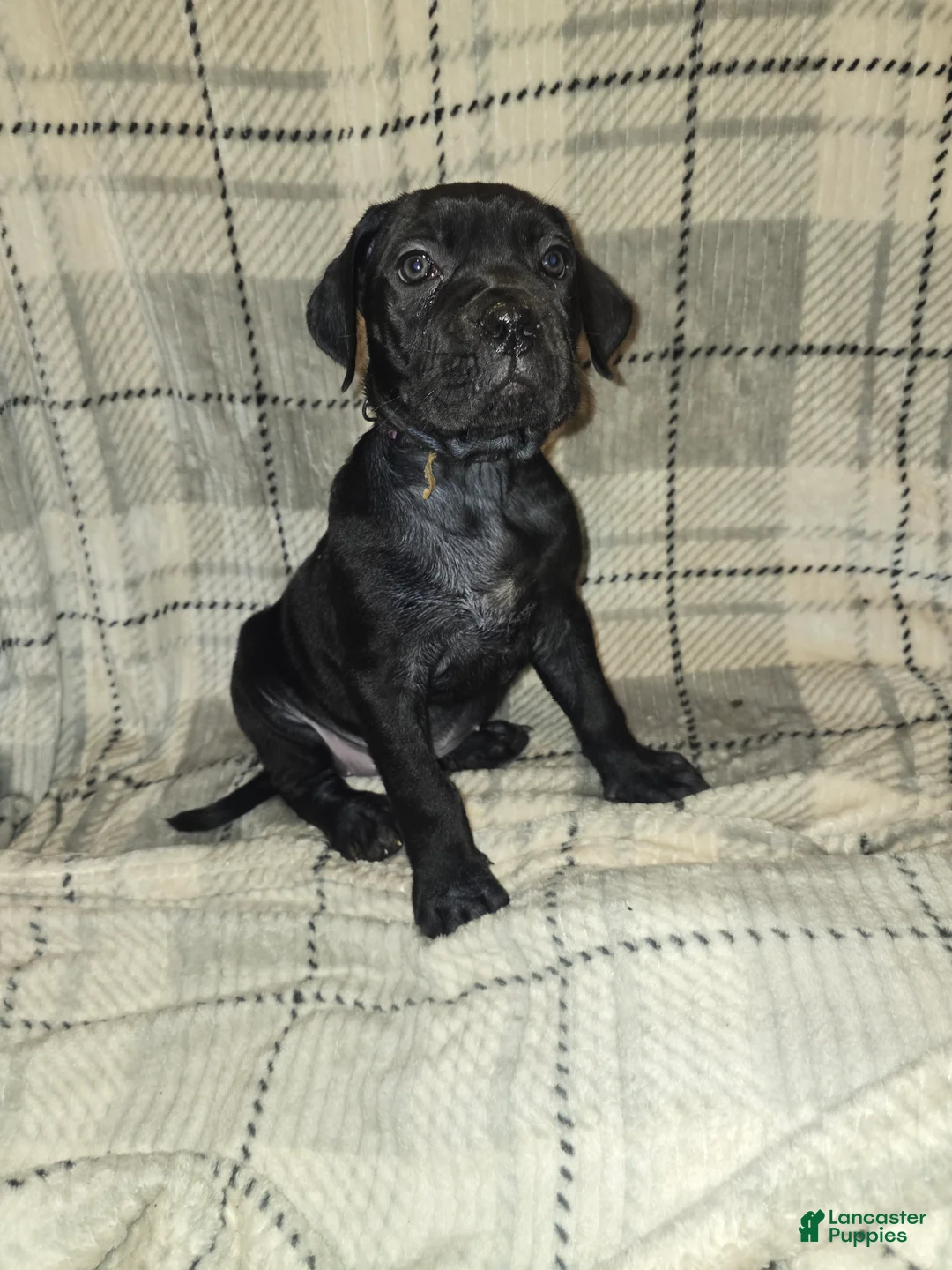 Cane Corso dogs for sale: Chloe - Ad 1